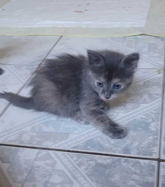 Gato ra a SRD-ViraLata idade Abaixo de 2 meses nome Ainda sem nome