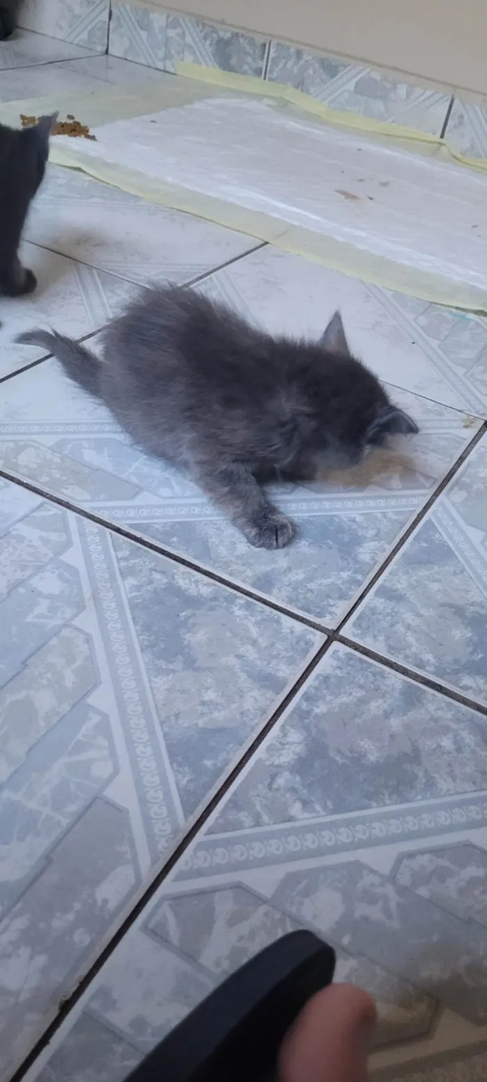 Gato ra a SRD-ViraLata idade Abaixo de 2 meses nome Ainda sem nome