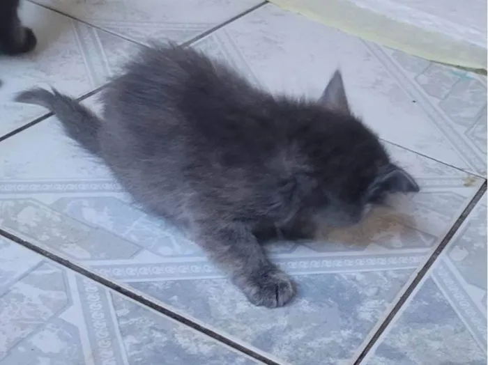 Gato ra a SRD-ViraLata idade Abaixo de 2 meses nome Ainda sem nome