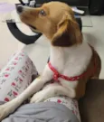 Carmela
