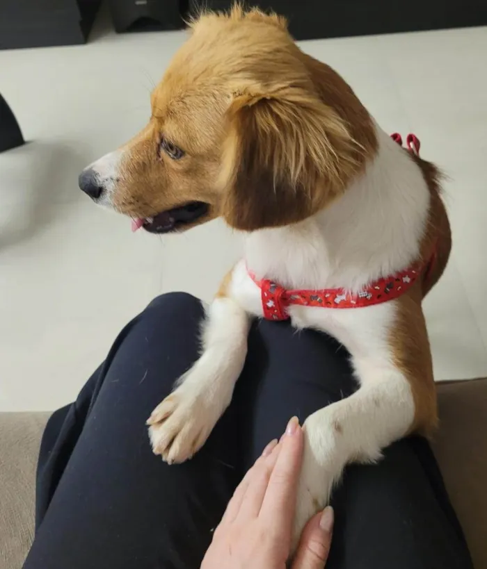 Cachorro ra a SRD-ViraLata idade 3 anos nome Carmela