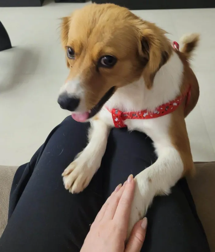 Cachorro ra a SRD-ViraLata idade 3 anos nome Carmela