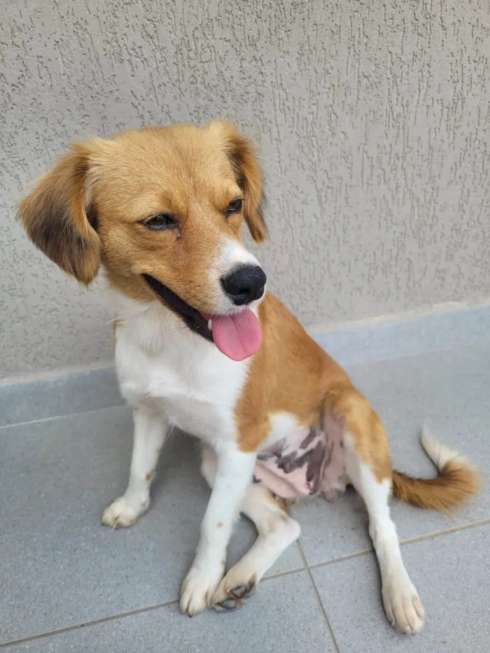 Cachorro ra a SRD-ViraLata idade 3 anos nome Carmela