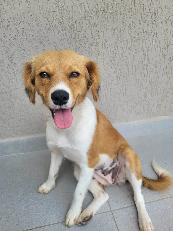 Cachorro ra a SRD-ViraLata idade 3 anos nome Carmela