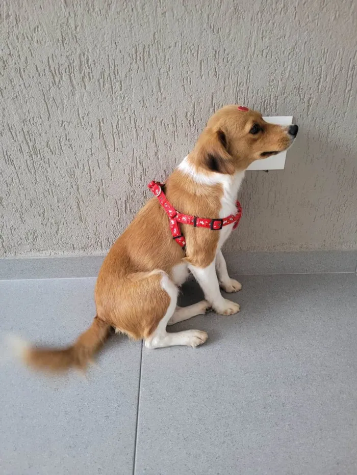 Cachorro ra a SRD-ViraLata idade 3 anos nome Carmela