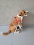 Carmela