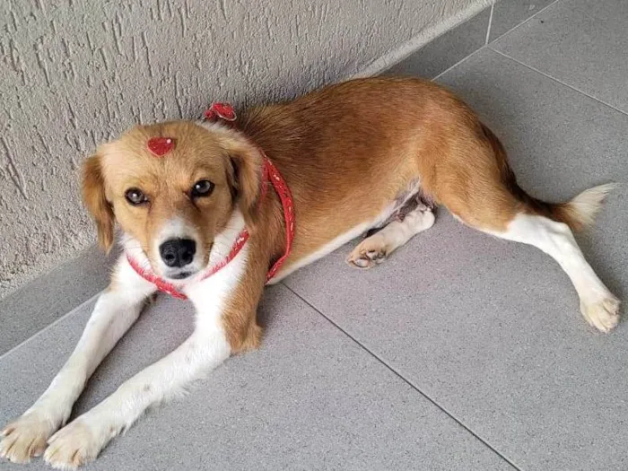 Cachorro ra a SRD-ViraLata idade 3 anos nome Carmela