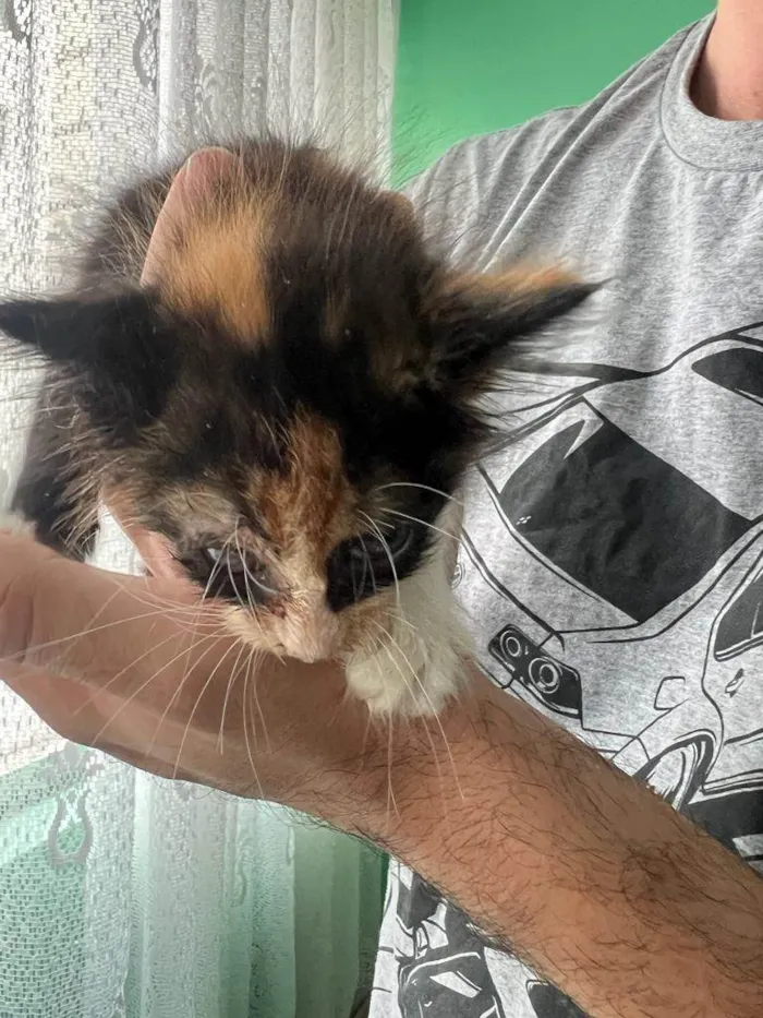 Gato ra a SRD-ViraLata idade Abaixo de 2 meses nome Sem nome