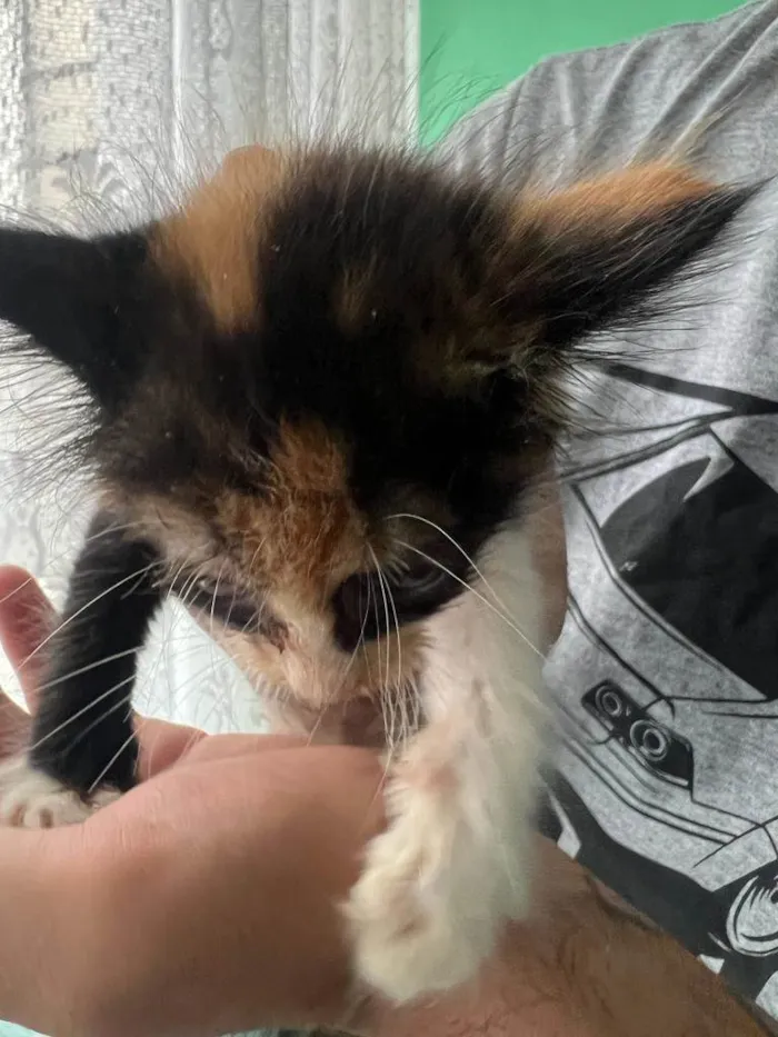 Gato ra a SRD-ViraLata idade Abaixo de 2 meses nome Sem nome