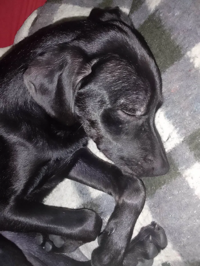 Cachorro ra a labrador  idade 2 a 6 meses nome Safira