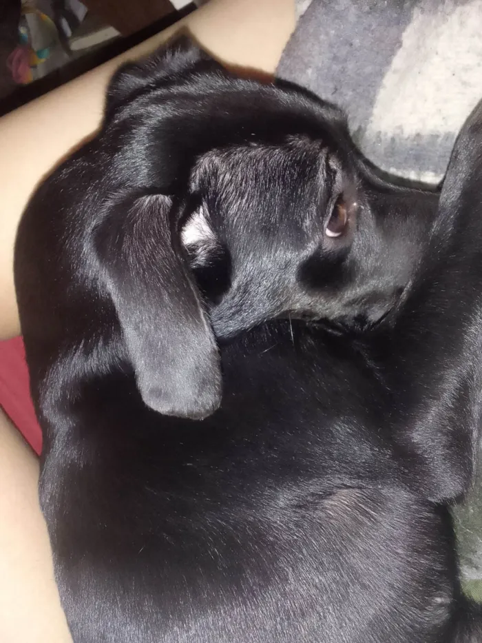 Cachorro ra a labrador  idade 2 a 6 meses nome Safira