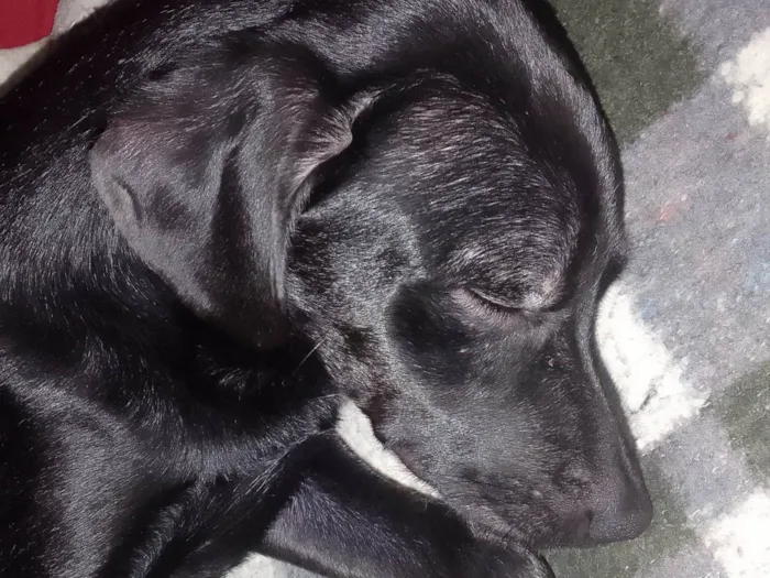 Cachorro ra a labrador  idade 2 a 6 meses nome Safira