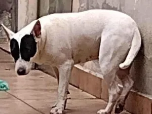 Cachorro raça SRD-ViraLata idade 3 anos nome Tica