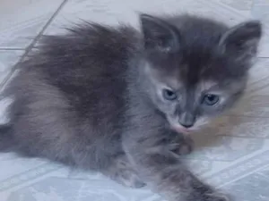 Gato raça SRD-ViraLata idade Abaixo de 2 meses nome Ainda sem nome