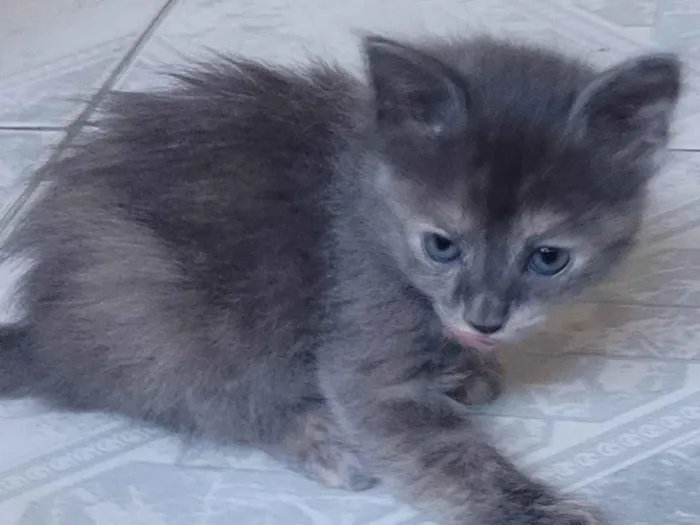 Gato ra a SRD-ViraLata idade Abaixo de 2 meses nome Ainda sem nome