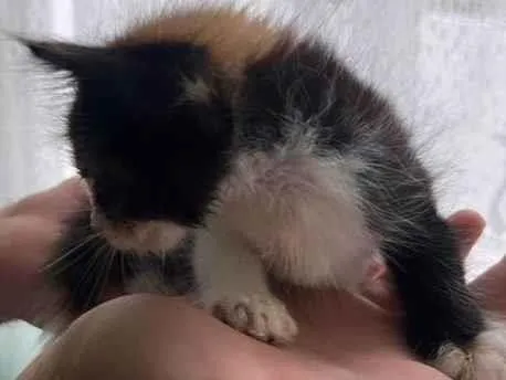 Gato ra a SRD-ViraLata idade Abaixo de 2 meses nome Sem nome