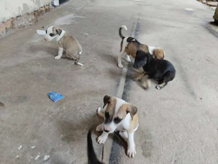 Cachorro raça Mistura idade Abaixo de 2 meses nome Não tem nome aí da.