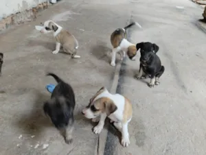 Cachorro raça Mistura idade Abaixo de 2 meses nome Não tem nome aí da.
