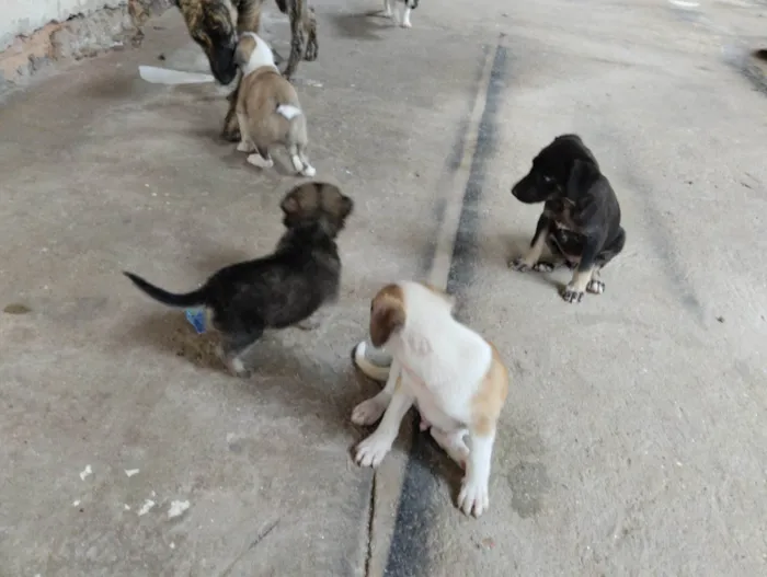 Cachorro raça Mistura idade Abaixo de 2 meses nome Não tem nome aí da.