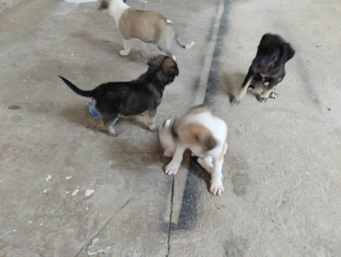 Cachorro raça Mistura idade Abaixo de 2 meses nome Não tem nome aí da.