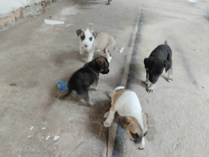 Cachorro raça Mistura idade Abaixo de 2 meses nome Não tem nome aí da.