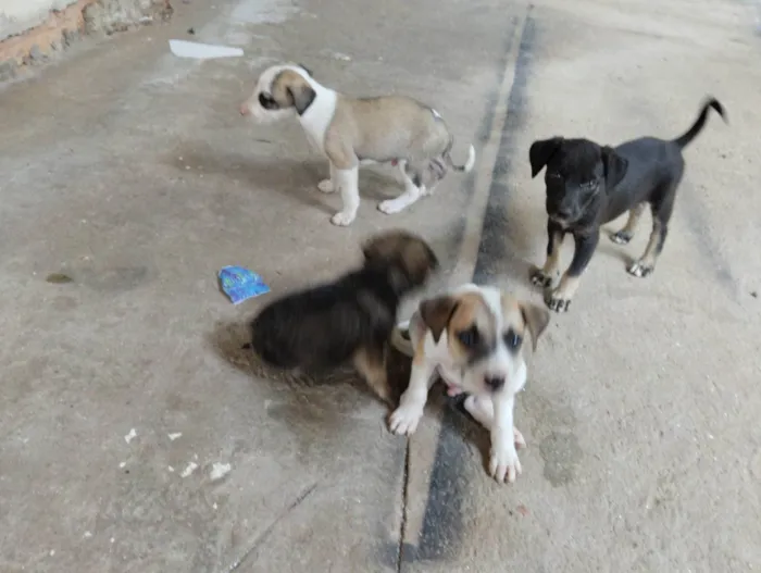 Cachorro raça Mistura idade Abaixo de 2 meses nome Não tem nome aí da.