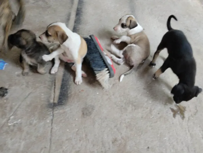 Cachorro raça Mistura idade Abaixo de 2 meses nome Não tem nome aí da.