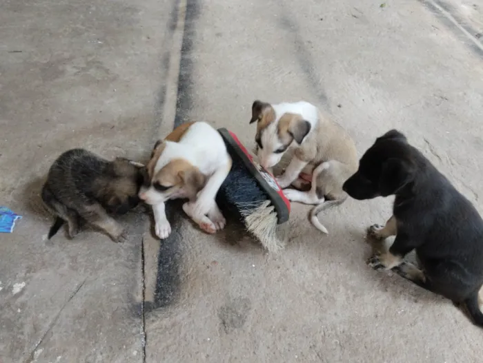 Cachorro raça Mistura idade Abaixo de 2 meses nome Não tem nome aí da.