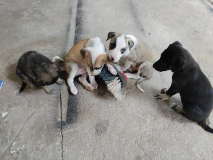 Cachorro raça Mistura idade Abaixo de 2 meses nome Não tem nome aí da.