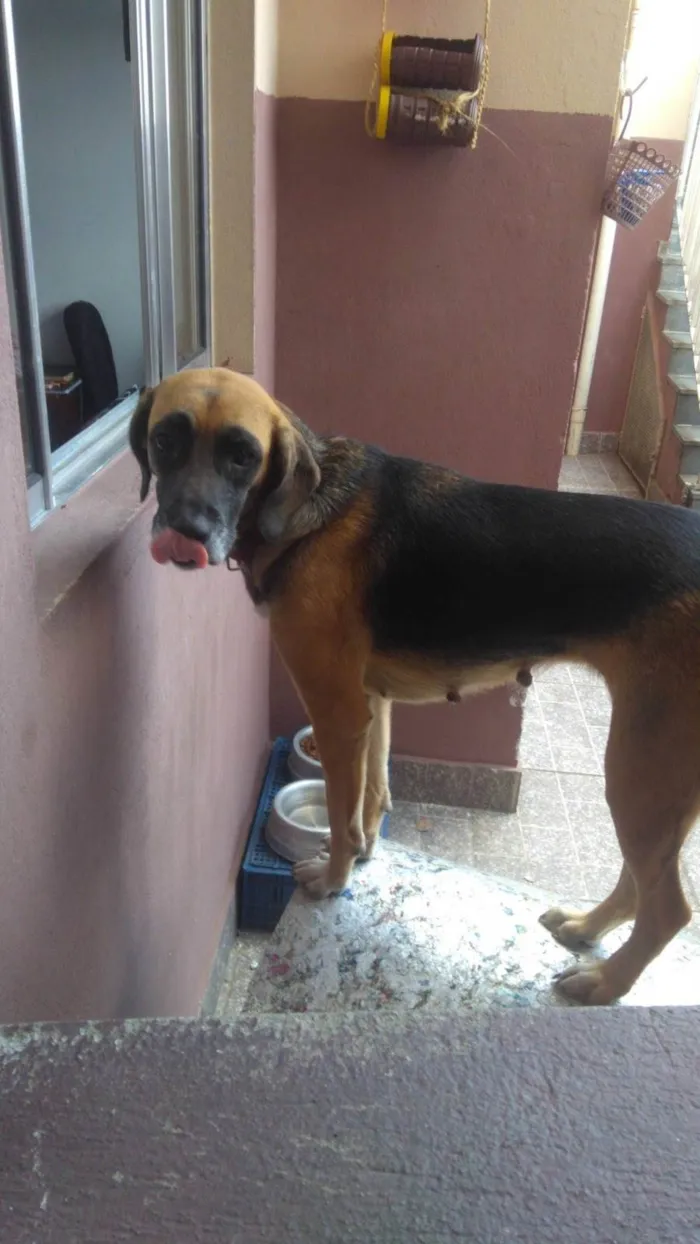 Cachorro ra a SRD-ViraLata idade 4 anos nome Mel