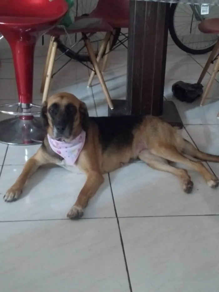 Cachorro ra a SRD-ViraLata idade 4 anos nome Mel