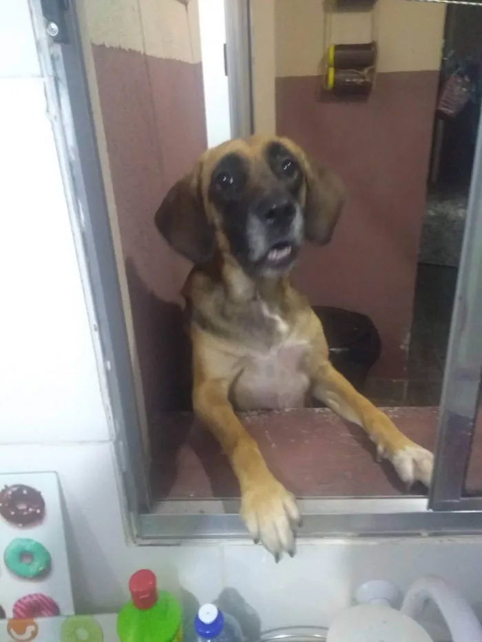 Cachorro ra a SRD-ViraLata idade 4 anos nome Mel