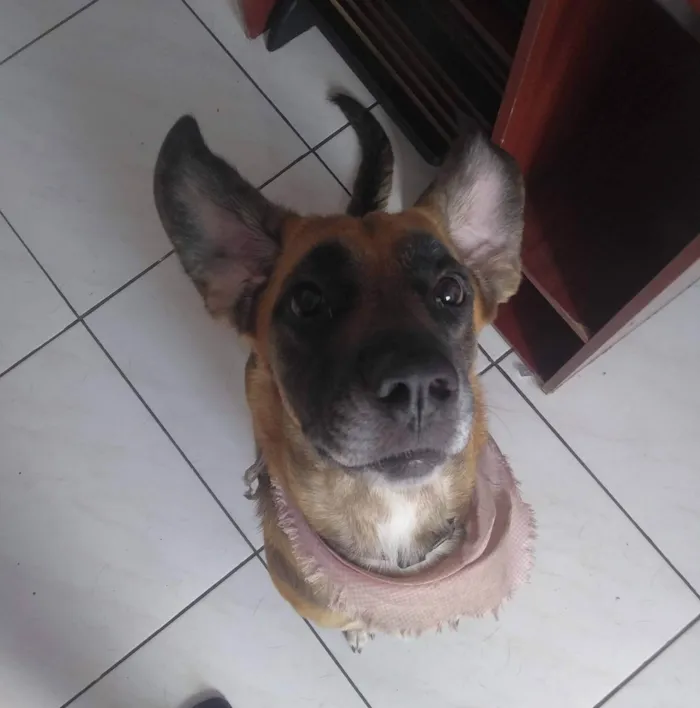 Cachorro ra a SRD-ViraLata idade 4 anos nome Mel