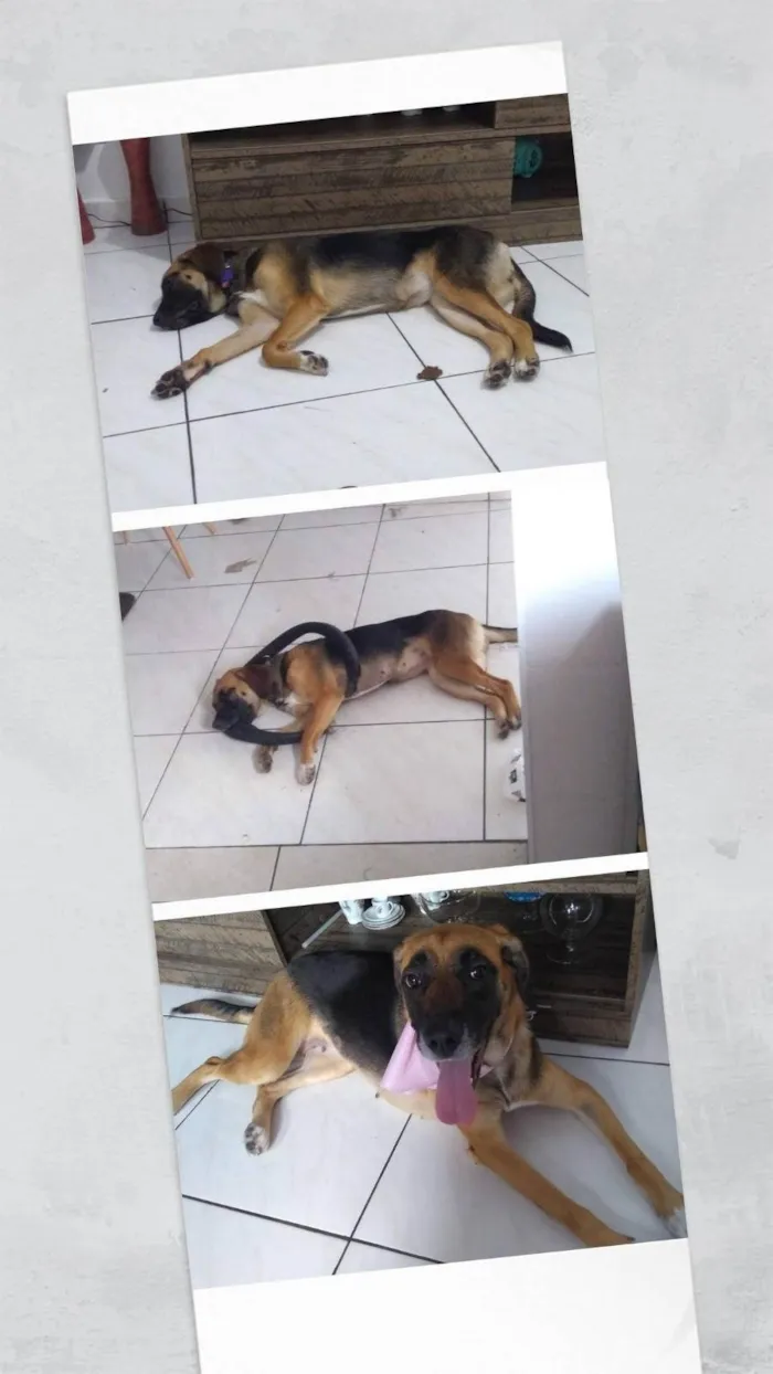 Cachorro ra a SRD-ViraLata idade 4 anos nome Mel