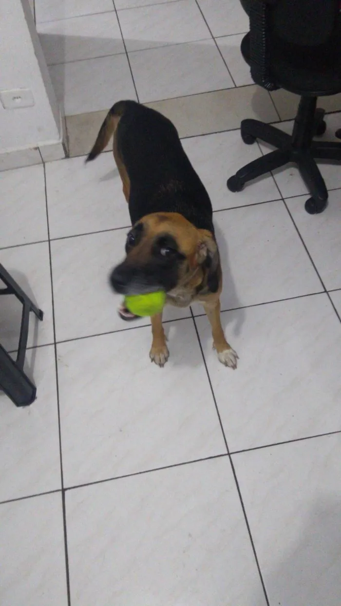 Cachorro ra a SRD-ViraLata idade 4 anos nome Mel