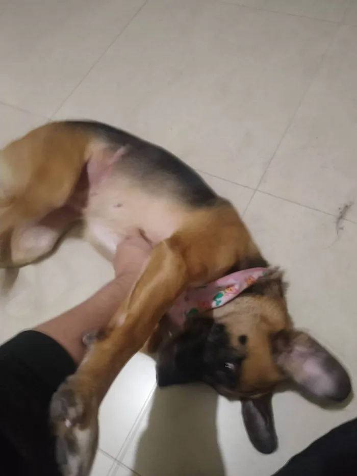 Cachorro ra a SRD-ViraLata idade 4 anos nome Mel