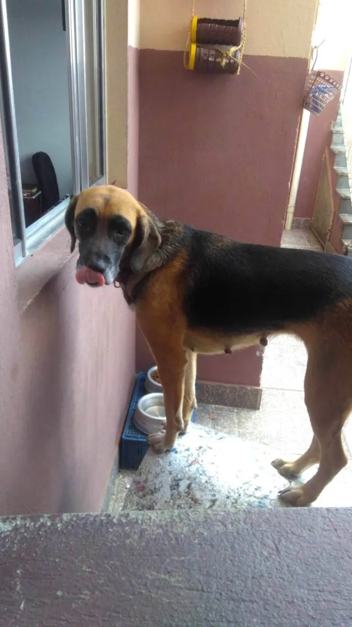 Cachorro ra a SRD-ViraLata idade 4 anos nome Mel