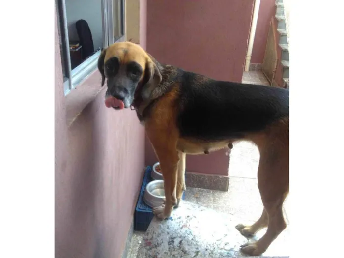 Cachorro ra a SRD-ViraLata idade 4 anos nome Mel