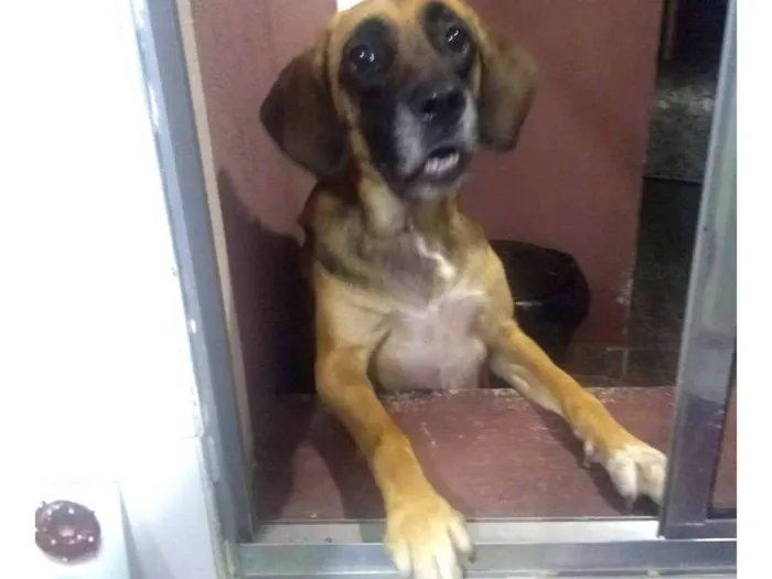 Cachorro ra a SRD-ViraLata idade 4 anos nome Mel