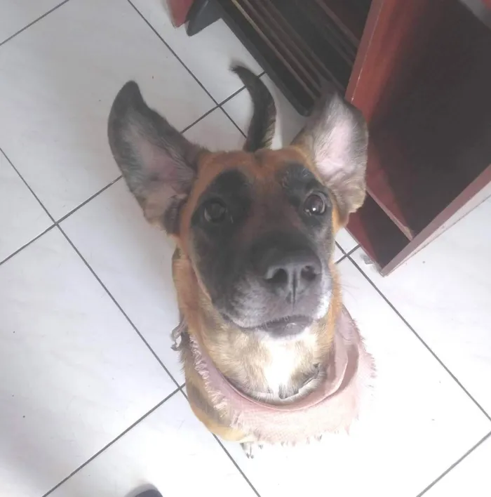 Cachorro ra a SRD-ViraLata idade 4 anos nome Mel