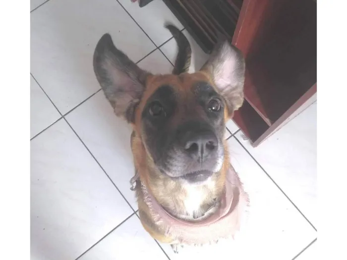 Cachorro ra a SRD-ViraLata idade 4 anos nome Mel