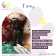 Gato raça SRD-ViraLata idade Abaixo de 2 meses nome Tamy