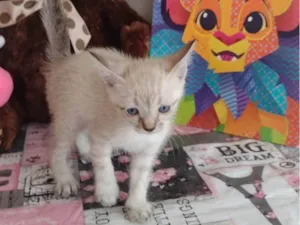 Gato raça SRD-ViraLata idade Abaixo de 2 meses nome Duquesa 
