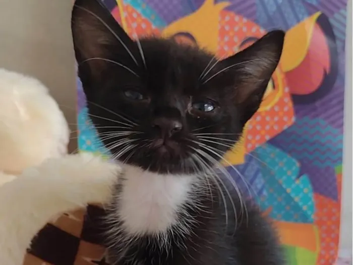 Gato raça SRD-ViraLata idade Abaixo de 2 meses nome Amélia 