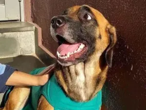 Cachorro raça SRD-ViraLata idade 4 anos nome Mel