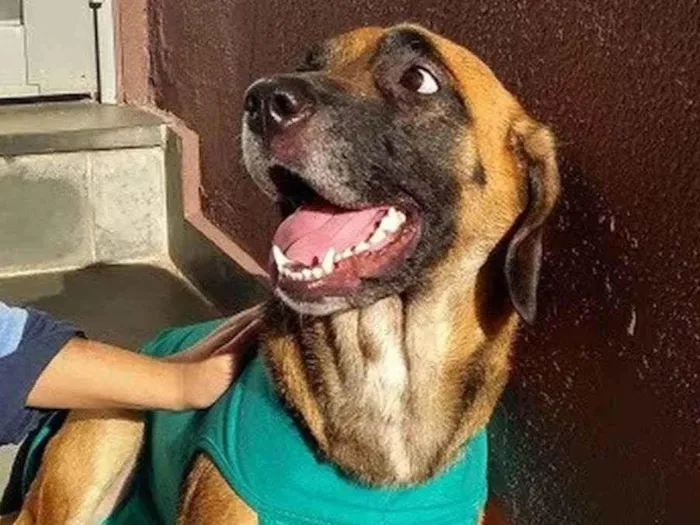 Cachorro ra a SRD-ViraLata idade 4 anos nome Mel