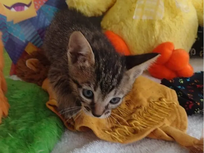 Gato raça SRD-ViraLata idade Abaixo de 2 meses nome Toulouse