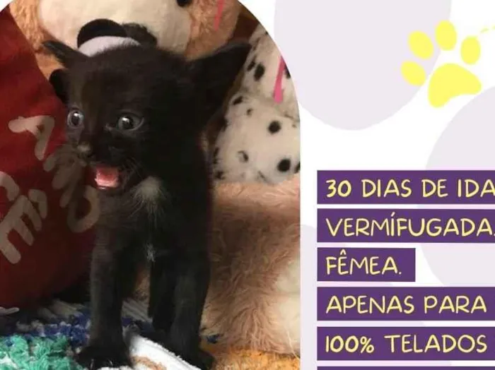 Gato raça SRD-ViraLata idade Abaixo de 2 meses nome Tamy