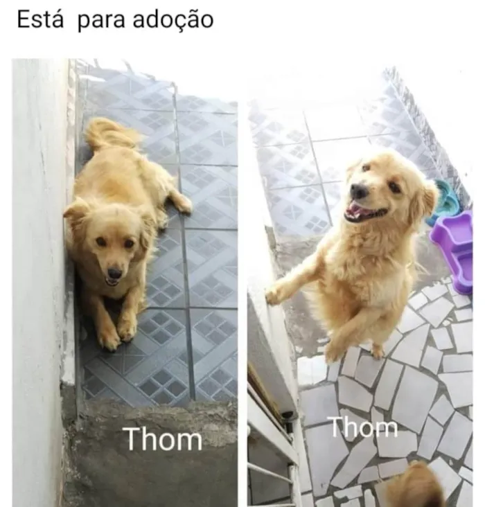 Cachorro ra a SRD-ViraLata idade 5 anos nome THOM 