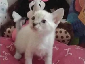 Gato raça SRD-ViraLata idade Abaixo de 2 meses nome Adelaide